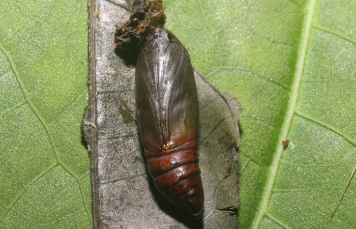Fig. 10. Pupa de larva. <i>Eusarca nemora</i></i>, dorsal entero, largo 20 mm. Estación Leiva.
Voucher 18-SRNP-80986-DHJ753413.jpg.