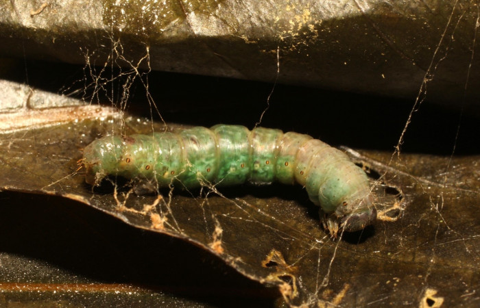 Fig. 9. Prepupa de larva <i>Eusarca nemora</i></i>, largo 18 mm Estación cacao.
Voucher 19-SRNP-35720-DHJ770211.jpg.