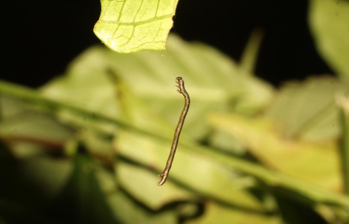 Fig 7. Larva <i>Eusarca nemora</i></i>, en segundo estadio colgado al hilo de seda. Estación Cacao. Voucher 19-SRNP-35720-DHJ770369.jpg.