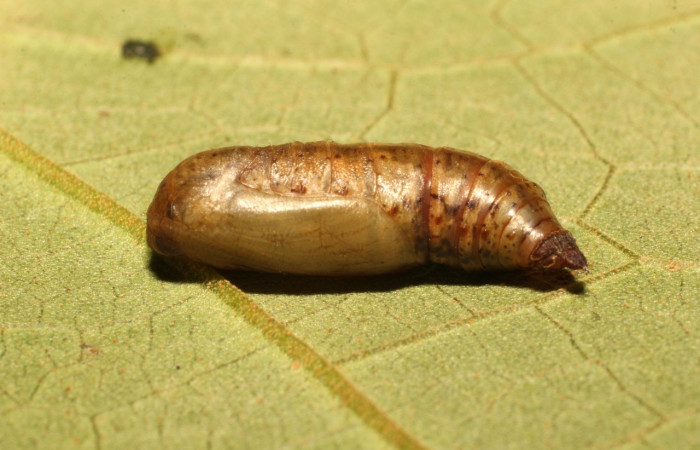 Fig. 11. Pupa de larva. <i>Eusarca nemora</i></i>, largo 12 mm Estación cacao.
Voucher 19-SRNP-35752-DHJ770280.jpg.