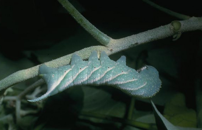  Larva en posición lateral de <i>Manduca occulta</i></i> (Sphingidae), U estadio. Sector Cacao, Quebrada Otilio. Voucher 04-SRNP-46514-DHJ85647.jpg.
