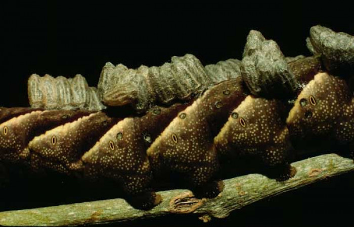  Capulos de <i>Microplitis espinachi</i></i> (Braconidae)en <i>Manduca occulta</i></i> (Sphingidae). Sector Santa Rosa, Bosque San Emilio. Voucher 93-SRNP-1906-DHJ17392.jpg.