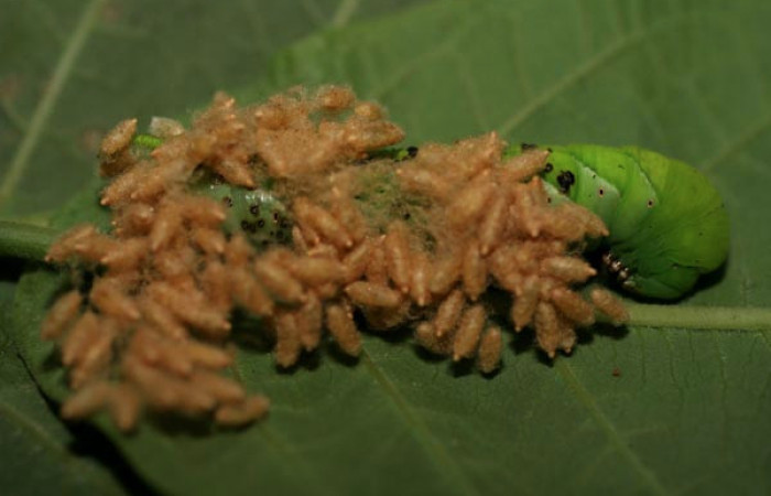  Capulos de <i>Meteorus</i></i> congregatusDHJ04 (Tachinidae) en <i>Manduca occulta</i></i> (Sphingidae). Sector El Hacha, Quebrada Salazar. Voucher 07-SRNP-21794-DHJ426398.jpg.
