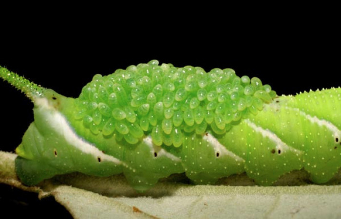  Larvas de <i>Euplectrus testaceipes</i></i> (Eulophidae) en <i>Manduca occulta</i></i> (Sphingidae). Sector Cacao, Quebrada Heliconia. Voucher 06-SRNP-45906-DHJ415011.jpg.