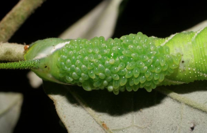  Larvas de <i>Euplectrus testaceipes</i></i> (Eulophidae) en <i>Manduca occulta</i></i> (Sphingidae). Sector El Hacha, Quebrada Salazar. Voucher 06-SRNP-45906-DHJ415012.jpg.