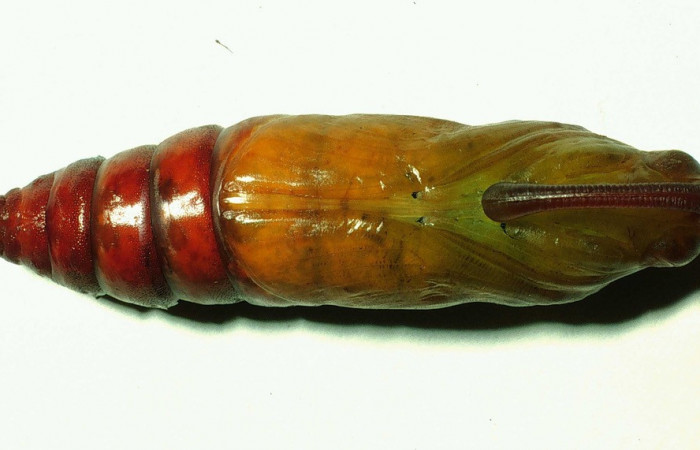  Pupa de <i>Manduca occulta</i></i> en posición dorsal (Sphingidae). Sector Santa Rosa, Area Administrativa. Voucher 01-SRNP-14565-DHJ58764.jpg.
