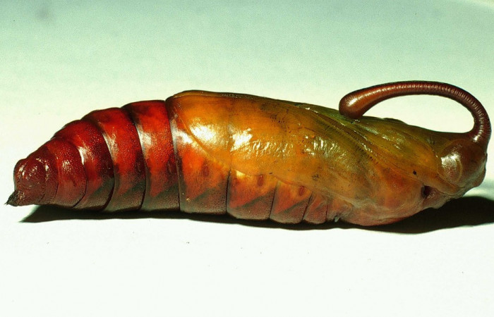  Pupa de <i>Manduca occulta</i></i> en posición lateral (Sphingidae). Sector Santa Rosa, Area Administrativa. Voucher 01-SRNP-14565-DHJ58760.jpg.