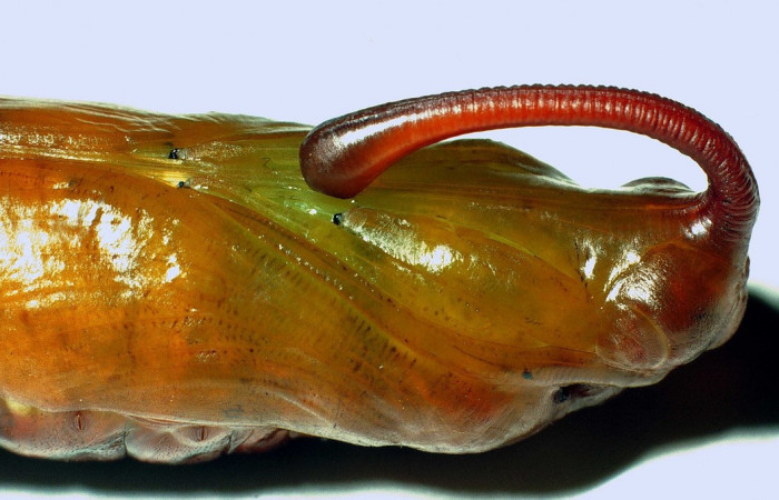  Pupa de <i>Manduca occulta</i></i> (Sphingidae) en posición lateral  del torax . Sector Santa Rosa, Area Administrativa. Voucher 01-SRNP-14565-DHJ58765.jpg.
