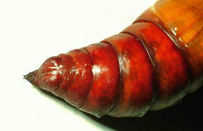  Pupa de <i>Manduca occulta</i></i> (Sphingidae) en posición ventral  de la parte posterior . Sector Santa Rosa, Area Administrativa. Voucher 01-SRNP-14565-DHJ58756.jpg.