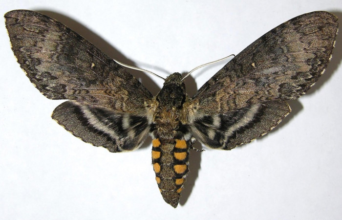  Adulto en posición dorsal de <i>Manduca</i></i> Occulta DHJ01(Sphingidae).  Sector Del Oro, Quebrada Serrano. Voucher  07-SRNP-21977-DHJ381382.