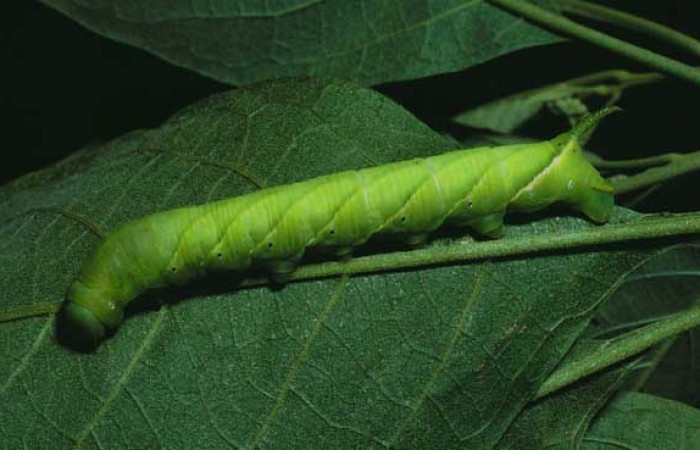  Larva en posición lateral de <i>Manduca occulta</i></i> (Sphingidae), U estadio. Sector Santa Rosa, Bosque San Emilio. Voucher 87-SRNP-657-DHJ9976.jpg.