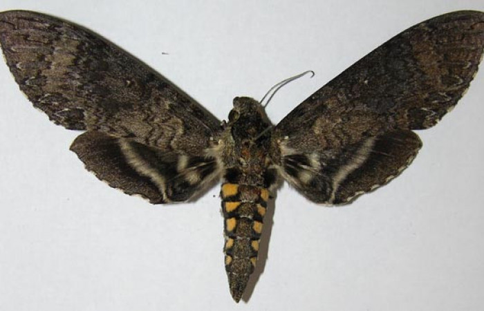  Adulto en posición dorsal de <i>Manduca</i></i> OccultaDHJ02  (Sphingidae).  Sector Cacao, Quebrada Otilio. Voucher  06-SRNP-45832-DHJ372972.