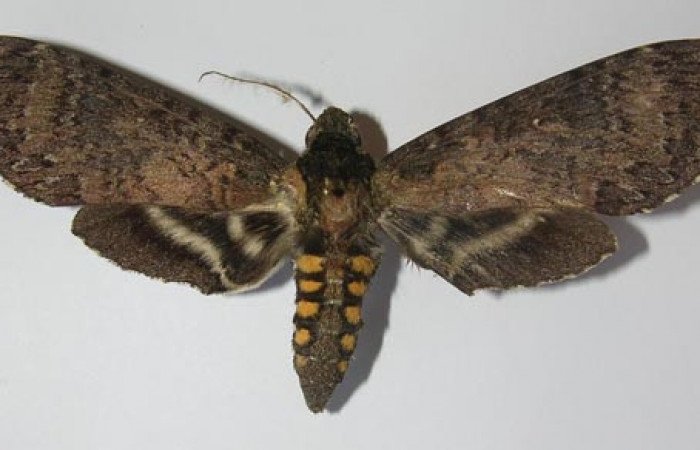  Adulto en posición dorsal de <i>Manduca Occulta</i></i> (Sphingidae).  Sector San Cristóbal, Tajo Angeles. Voucher  11-SRNP-2494-DHJ556500.