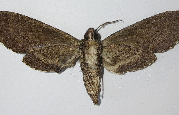  Adulto en posición ventral de <i>Manduca Occulta</i></i> (Sphingidae).  Sector San Cristóbal, Tajo Angeles. Voucher  11-SRNP-2494-DHJ556501.