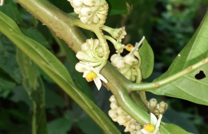  Flores de <i>Solanum rovirosanum</i></i> (Solanaceae), planta hospedera de <i>Manduca occulta</i></i> (Sphingidae). Sector San Cristóbal, Finca San Gabriel. Foto, Elda Araya. 3 Abril 2021.
