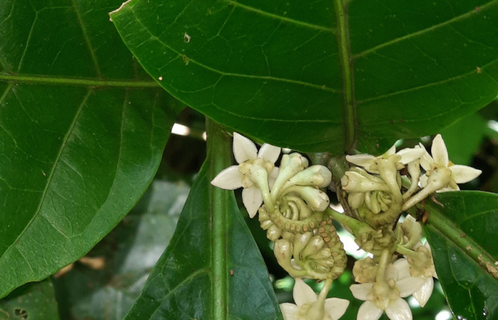  Flores de <i>Solanum rovirosanum</i></i> (Solanaceae), planta hospedera de <i>Manduca occulta</i></i> (Sphingidae). Sector San Cristóbal, Finca San Gabriel. Foto, Elda Araya. 3 Abril 2021.
