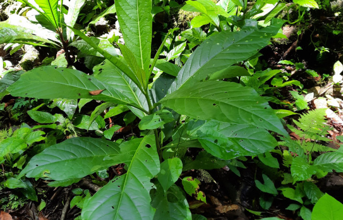  Planta juvenil de <i>Solanum rovirosanum</i></i> (Solanaceae), planta hospedera de <i>Manduca occulta</i></i> (Sphingidae). Sector San Cristóbal, Finca San Gabriel. Foto, Elda Araya. 3 Abril 2021.
