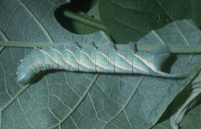  Larva en posición lateral de <i>Manduca occulta</i></i> (Sphingidae), U estadio. Sector Cacao, Quebrada Otilio. Voucher 04-SRNP-46514-DHJ85652.jpg.