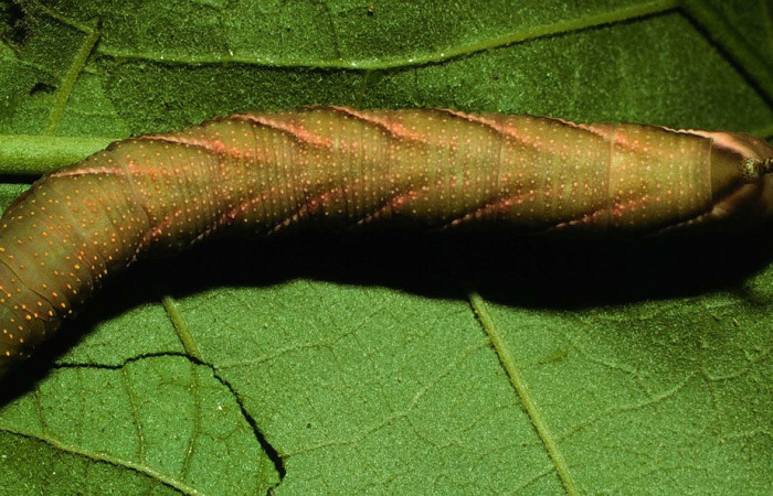  Larva en posición dorsal de <i>Manduca occulta</i></i> (Sphingidae), U estadio. Sector Santa Rosa, Sendero Natural. Voucher 96-SRNP-6888-DHJ27957.jpg.