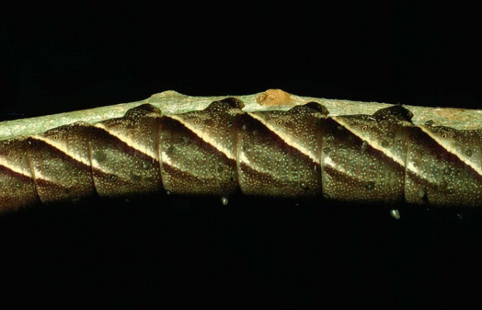  Larva en posición lateral de <i>Manduca occulta</i></i> (Sphingidae), U estadio. Sector Santa Rosa, Bosque San Emilio. Voucher 93-SRNP-1906-DHJ26166.jpg.