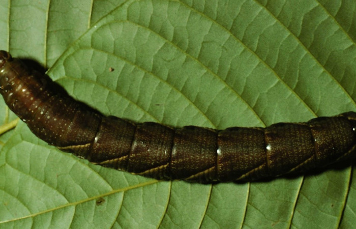  Larva en posición dorsal de <i>Manduca occulta</i></i> (Sphingidae), U estadio. Sector Santa Rosa, Area Administrativa . Voucher 98-SRNP-8795-DHJ46879.jpg.