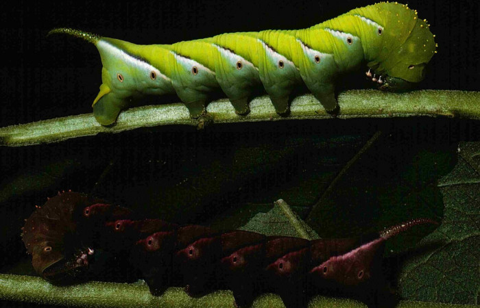  Larva en posición lateral de <i>Manduca occulta</i></i> (Sphingidae), U estadio. Sector Santa Rosa, Bosque Húmedo. Voucher 81-SRNP-647-DHJ2831.jpg.