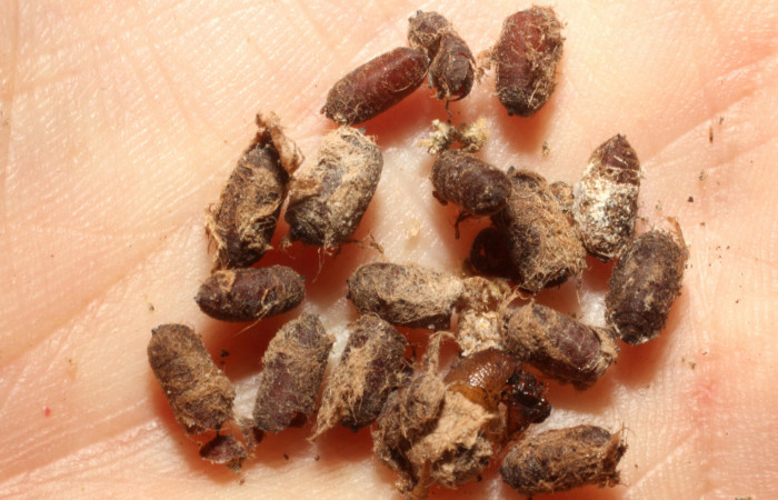  Puparios de <i>Drino</i></i> rhoeoDHJ05  (Tachinidae) en <i>Manduca occulta</i></i> (Sphingidae). Sector Santa Rosa, Area administrativa. Voucher 13-SRNP-16372-DHJ804544.jpg.