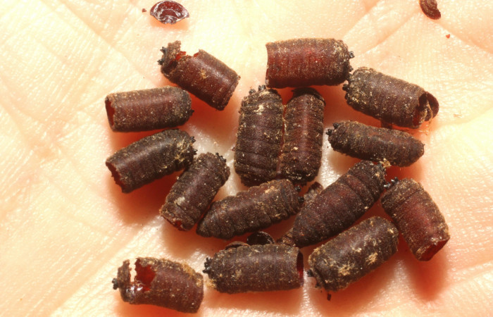  Puparios de <i>Drino</i></i> piceiventrisDHJ05 (Tachinidae) en <i>Manduca occulta</i></i> (Sphingidae). Sector Santa Rosa, Finca Esmeralda. Voucher 13-SRNP-77777-DHJ804743.jpg.