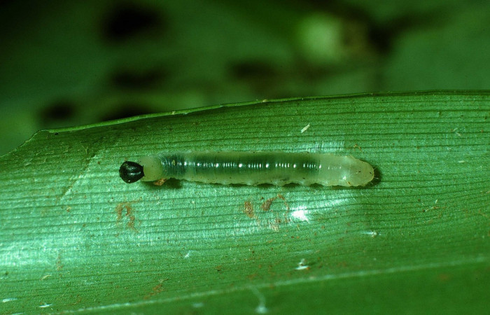 Larva de <i>Aroma henricus</i></i> (Hesperiidae).Tercer estadio. Posición lateral. Voucher: 03-SRNP-37327-DHJ80332.jpg.