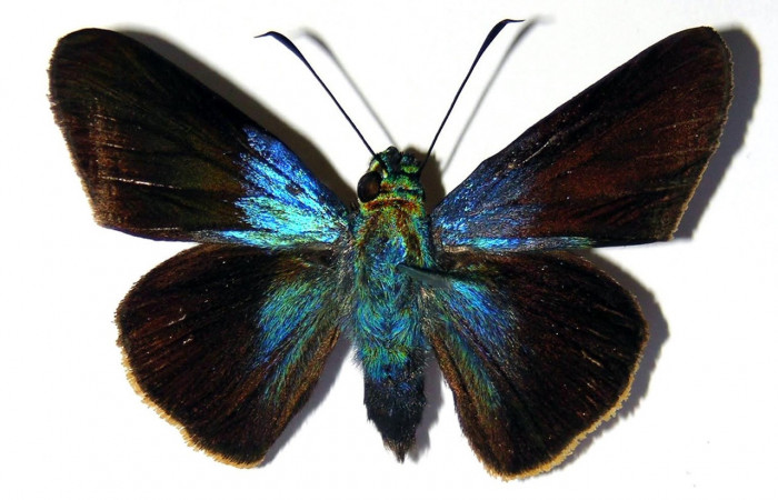 Adulto de <i>Aroma henricus</i></i> (Hesperiidae). Hembra. Voucher: 04-SRNP-2834-DHJ99394.