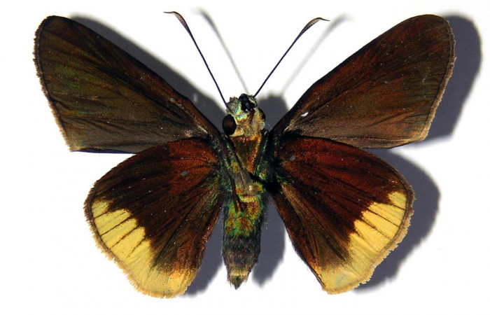 Adulto de <i>Aroma henricus</i></i> (Hesperiidae). Hembra. Voucher: 04-SRNP-2834-DHJ99394.