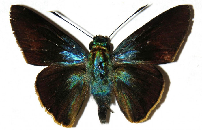 Adulto de <i>Aroma henricus</i></i> (Hesperiidae). Macho. Voucher: 04-SRNP-55493-DHJ306612.