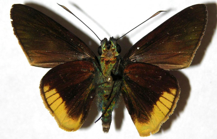 Adulto de <i>Aroma henricus</i></i> (Hesperiidae). Macho. Voucher: 04-SRNP-55493-DHJ306613.