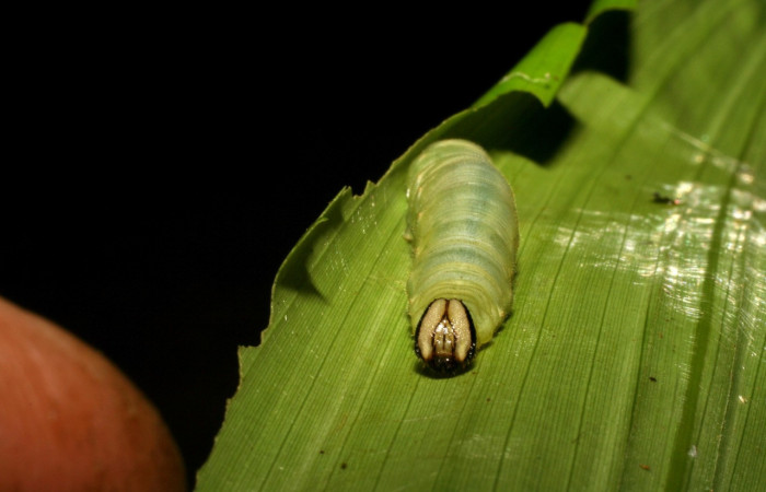 Parte frontal de <i>Aroma henricus</i></i> (Hesperiidae). Último estadio. Voucher: 05-SRNP-41817-DHJ407193.jpg.