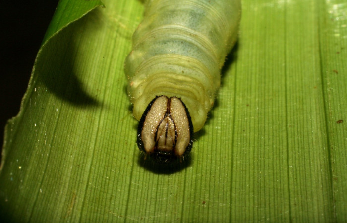 Parte frontal de <i>Aroma henricus</i></i> (Hesperiidae). Último estadio. Voucher: 05-SRNP-41817-DHJ407196.jpg.
