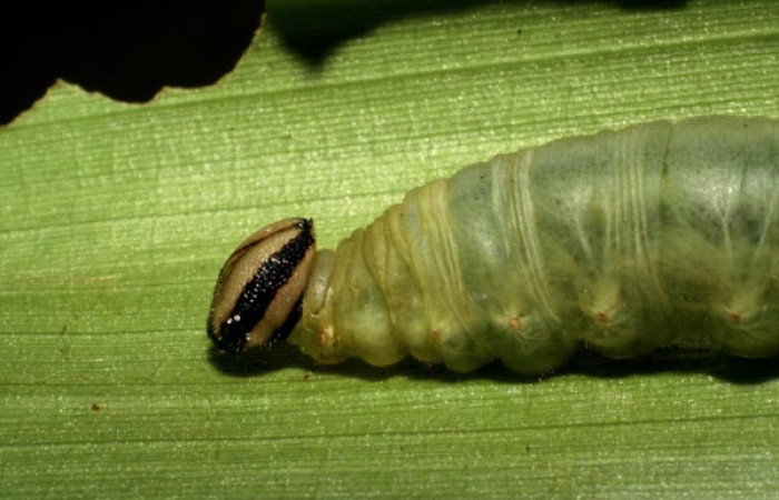 Parte lateral frontal de <i>Aroma henricus</i></i> (Hesperiidae). Último estadio. Voucher: 05-SRNP-41817-DHJ407197.jpg.