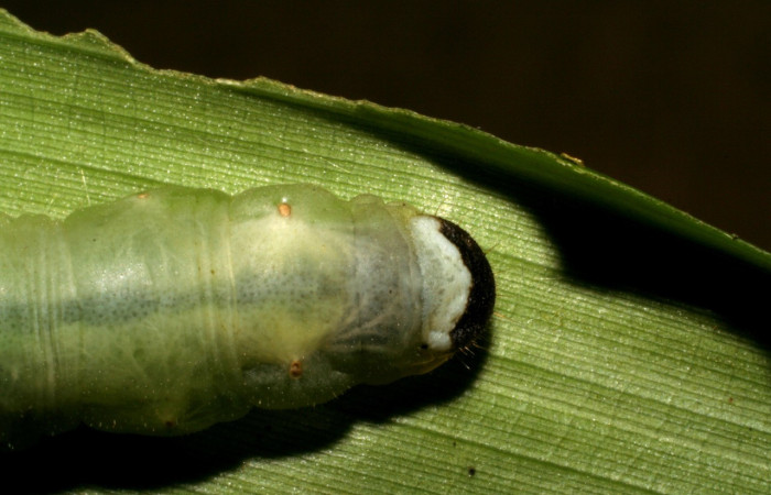 Parte trasera de <i>Aroma henricus</i></i> (Hesperiidae). Último estadio. Voucher: 05-SRNP-41817-DHJ407201.jpg.