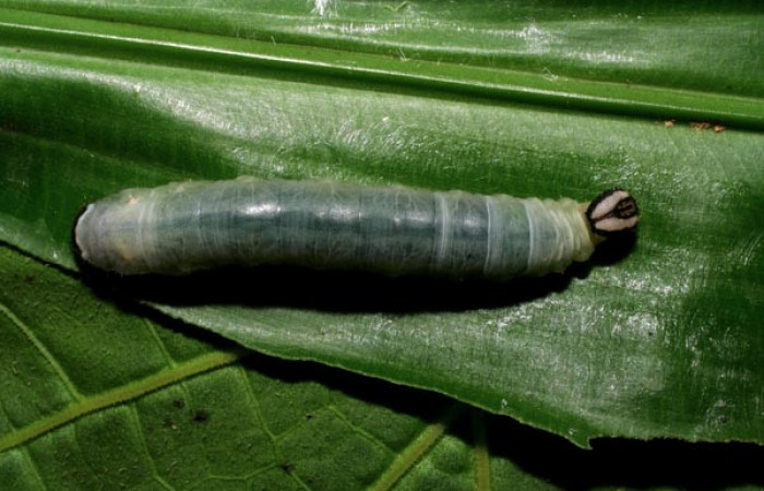 Larva de <i>Aroma henricus</i></i> (Hesperiidae). Penúltimo estadio. Posición lateral. Voucher: 06-SRNP-34631-DHJ425414.jpg.