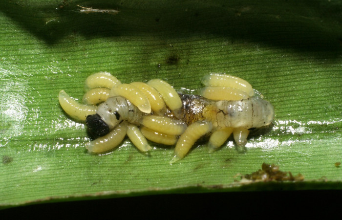 Larvas de parasitos de la familia Eulophidae saliendo y dejando muerta a larva de <i>Aroma henricus</i></i> (Hesperiidae). Último estadio. Voucher: 08-SRNP-30301-DHJ435840.jpg.