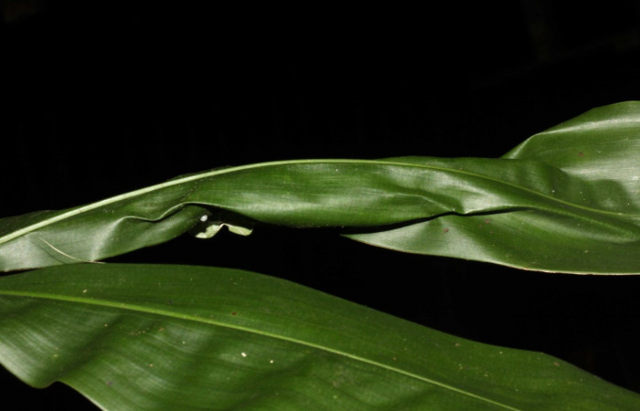 Figura 16. Planta hospedera de <i>Aroma henricus</i></i> (Hesperiidae). Voucher: 13-SRNP-31034-DHJ701311.jpg. Sendero Memos, Estación Pitilla.