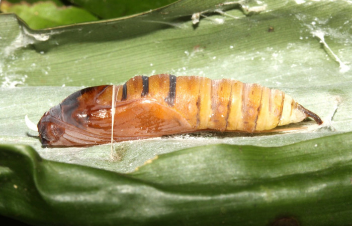Pupa de <i>Aroma henricus</i></i> (Hesperiidae). Lateral. Voucher: 13-SRNP-31034-DHJ701315.jpg.