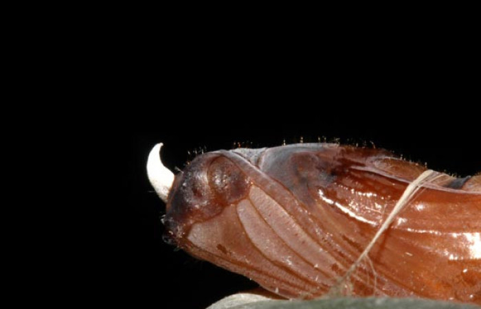Pupa de <i>Aroma henricus</i></i> (Hesperiidae). Voucher: 13-SRNP-31034-DHJ701322.jpg.