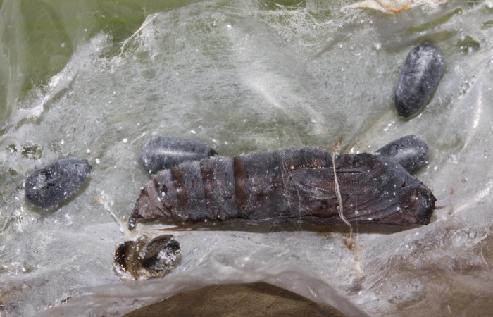 Puparios de Tachinidae que salieron de la pupa de <i>Aroma henricus</i></i> (Hesperiidae). Último estadio. Voucher: 15-SRNP-31415-DHJ728309.jpg.
