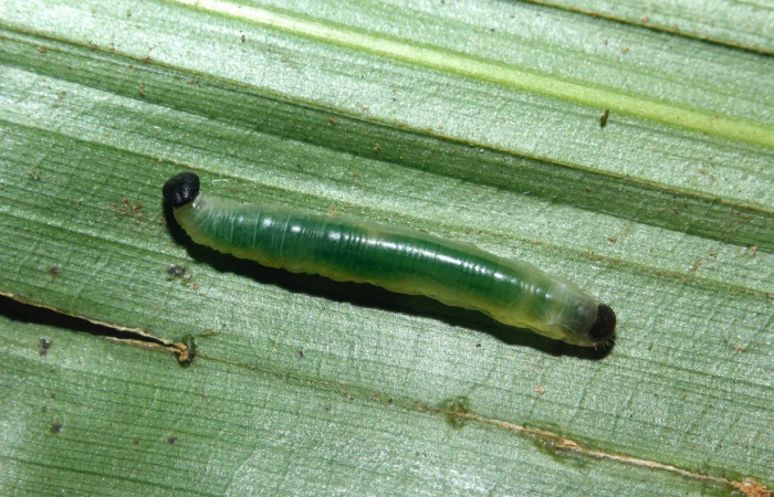 Larva de <i>Aroma henricus</i></i> (Hesperiidae). Tercer estadio. Posición lateral. Voucher: 16-SRNP-27742-DHJ730861.jpg.
