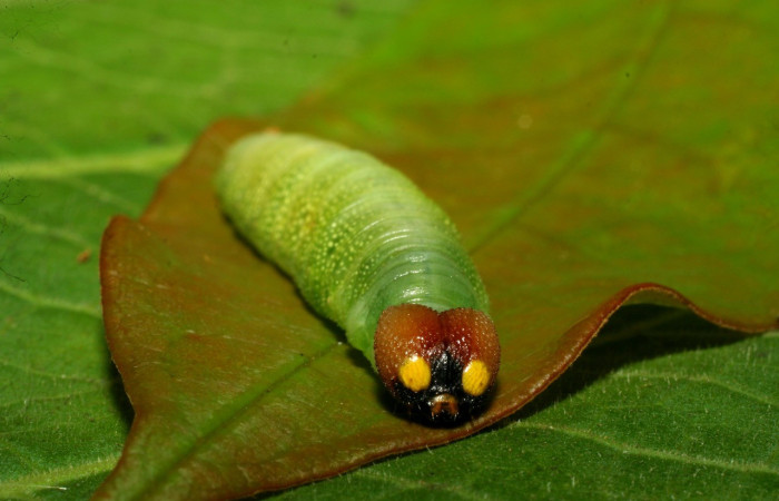 Figura 10. Larva en último estadio <i>Iliana</i></i> Burns01 (Hesperiidae), alimentándose en <i>Vochysia ferruginea</i></i> (Vochysiaceae), posición cabeza. Colectada 20 Julio 2007. Sector Pitilla, Casa Roberto, (elevación 520 metros). (07-SRNP-32919-DHJ433677.jpg).