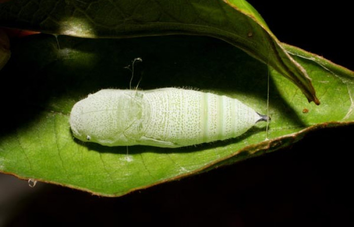 Figura 11. Pupa <i>Iliana</i></i> Burns01, (Hesperiidae), posición dorsal entero, Sector Pitilla, Casa Roberto, (elevación 520 metros). 6 Agosto 2007. (07-SRNP-32919-DHJ427237.jpg).