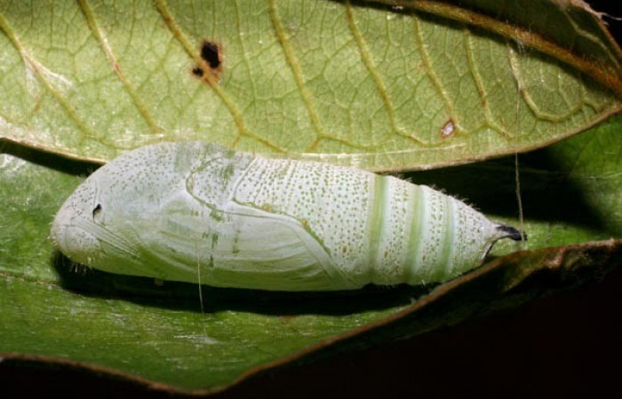 Figura 12. Pupa <i>Iliana</i></i> Burns01, (Hesperiidae), lateral entero, Sector Pitilla, Casa Roberto, (elevación 520 metros). 6 Agosto 2007. (07-SRNP-32919-DHJ427245.jpg). 