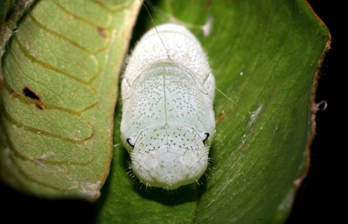 Figura 13. Pupa <i>Iliana</i></i> Burns01, (Hesperiidae), posición cabeza y toráx, Sector Pitilla, Casa Roberto, (elevación 520 metros). 6 Agosto 2007. (07-SRNP-32919-DHJ427240.jpg).