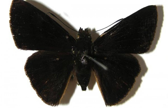 Figura 14. Adulto de <i>Iliana</i></i> Burns01 (Hesperiidae), posición dorsal. (07-SRNP-32830-DHJ378982).