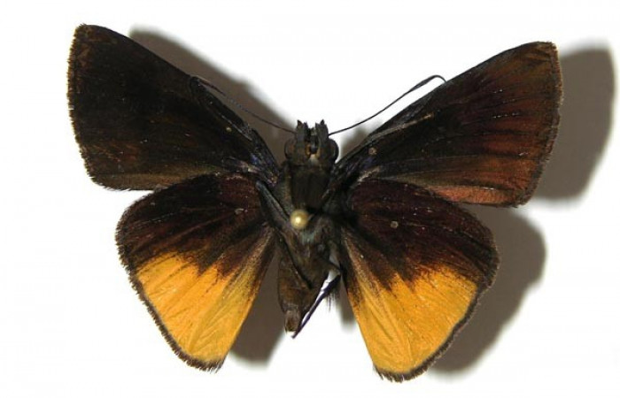 Figura 15. Adulto de <i>Iliana</i></i> Burns01 (Hesperiidae), posición dorsal. (07-SRNP-32830-DHJ378983).